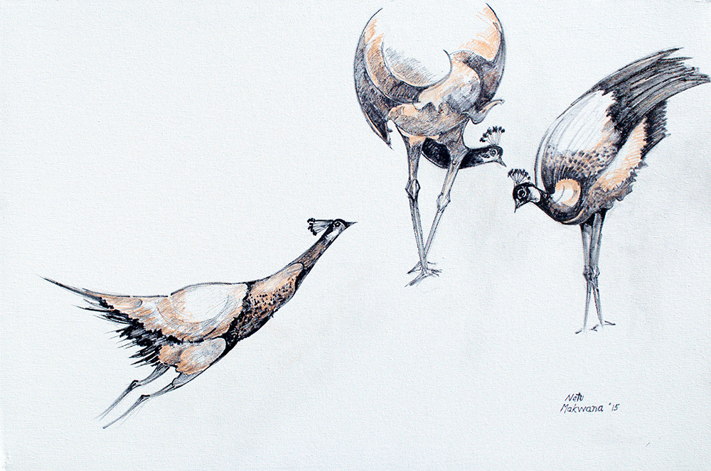 Peahen 2 - Charcoal  On Canvas by  Natu Makwana