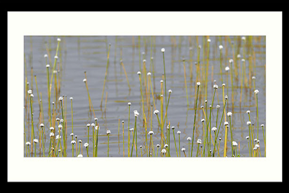 Photographs