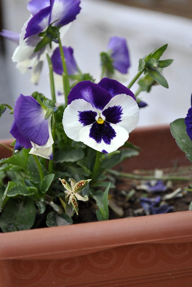 Pansy Flower