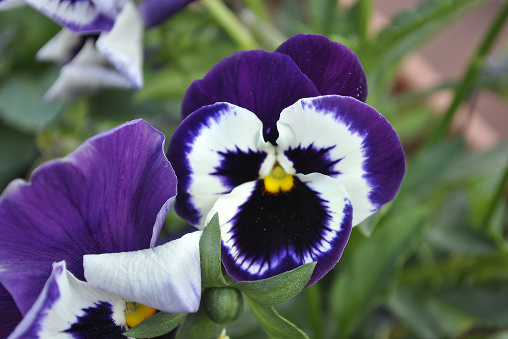 Pansy Flower