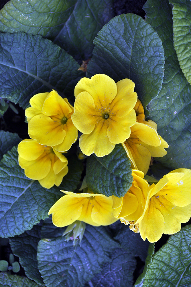 Yellow Flowers